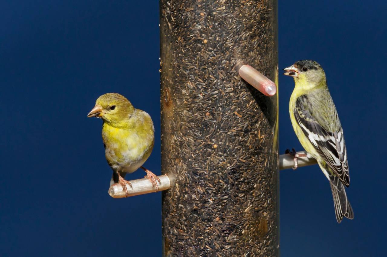 Will Birds Eat Rice? A Complete Guide to Bird Feeding